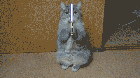 cat star wars light saber jedi cat star wars cat
