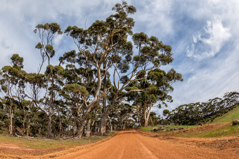 Stromy eukalypta vo voľnej prírode popri ceste s oranžovou pôdou