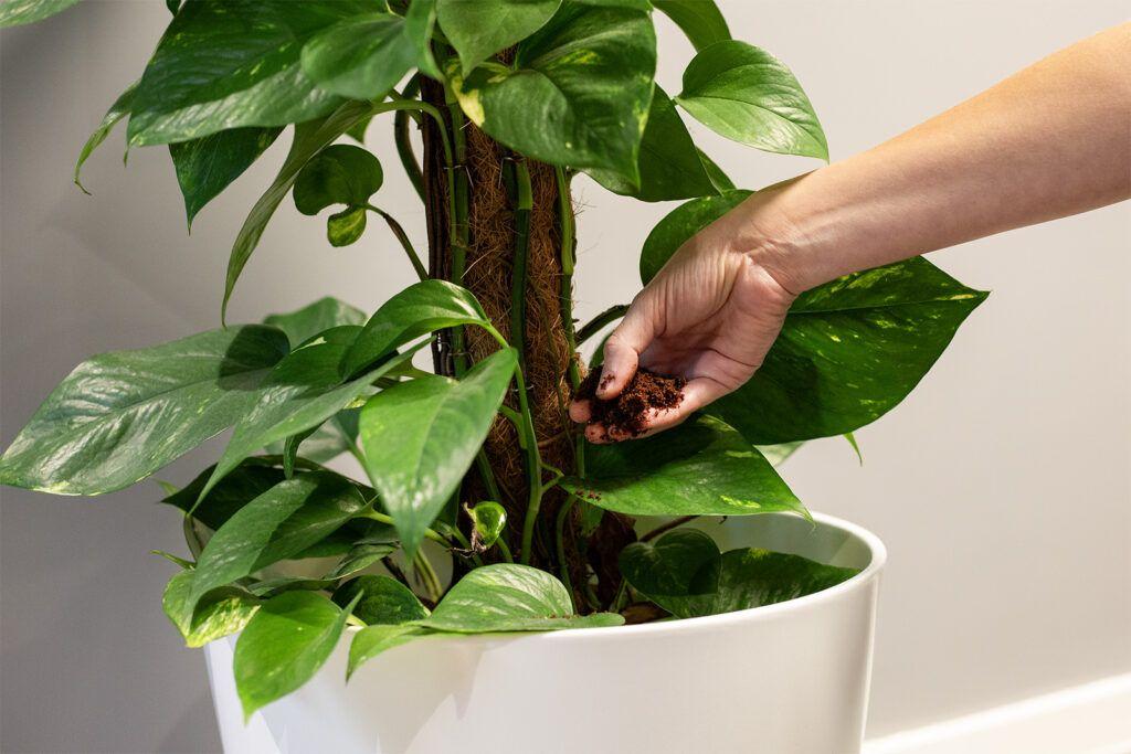 Kávový odpad môžete využiť ako hnojivo na rastliny.