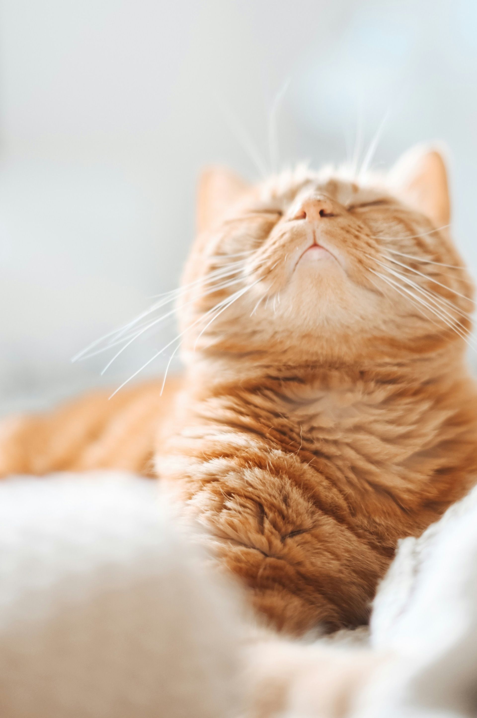 Najlepšie nástroje pre vibe coding (2026)